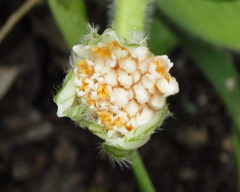 Haemanthus albiflos