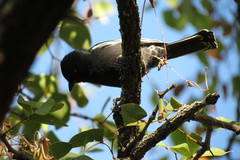 Melaniparus niger ravidus