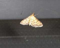 Herpetogramma hipponalis