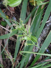 Dioscorea sylvatica sylvatica