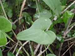 Dioscorea sylvatica sylvatica