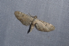 Eupithecia pimpinellata