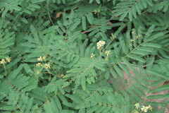 Acaciella