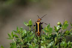Pyrota trochanterica werneri