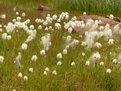 Eriophorum chamissonis