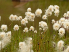 Eriophorum chamissonis