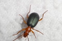 Brachinus crepitans