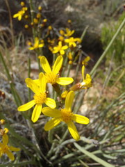 Senecio junceus