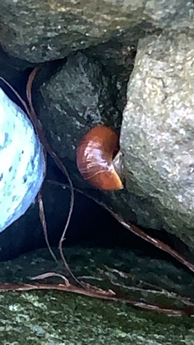 Puževi (Gastropoda)