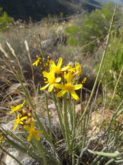 Senecio junceus