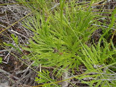 Lycopodium zanclophyllum