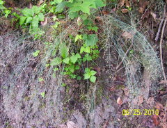 Poa nemoralis nemoralis