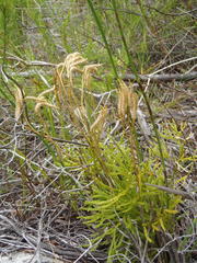 Lycopodium zanclophyllum