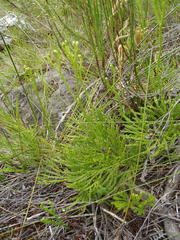 Lycopodium zanclophyllum