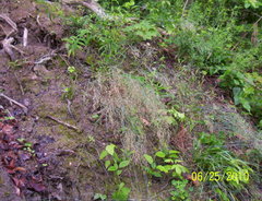 Poa nemoralis nemoralis