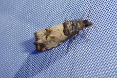 Notocelia incarnatana