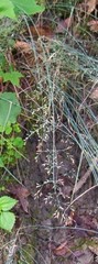 Poa nemoralis nemoralis