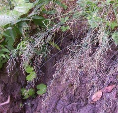 Poa nemoralis nemoralis