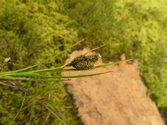 Carex lenticularis