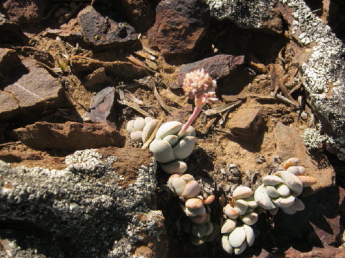Crassula tecta
