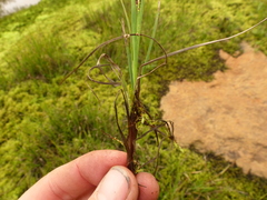 Carex lenticularis