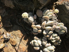 Crassula tecta