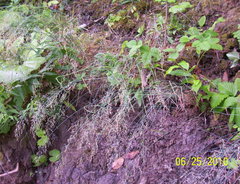 Poa nemoralis nemoralis