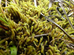 Paludella squarrosa