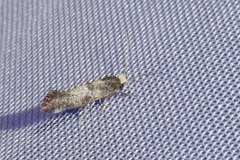 Swammerdamia pyrella