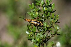 Pyrota trochanterica werneri
