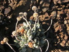 Crassula tecta