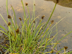 Carex illota