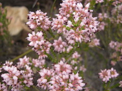 Erica petraea