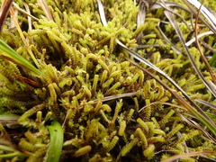 Paludella squarrosa