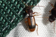 Polistichus connexus