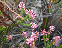 Erica petraea