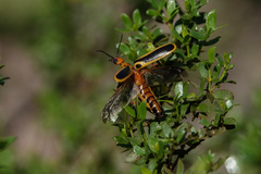 Pyrota trochanterica werneri