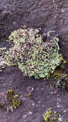 dutohlávka (Cladonia)