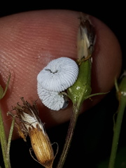 Tenthredo rubricoxis