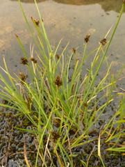 Carex illota