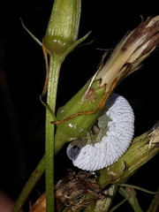 Tenthredo rubricoxis