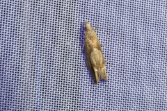 Eucosma conterminana