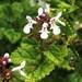 African Stachys - Photo (c) Tony Rebelo, some rights reserved (CC BY-SA), uploaded by Tony Rebelo