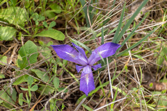Iris macrosiphon