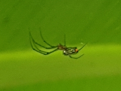 Leucauge argyrobapta