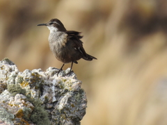 Cinclodes atacamensis