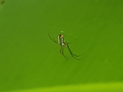 Leucauge argyrobapta