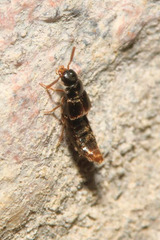 Crataraea suturalis