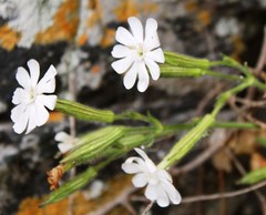 Silene undulata undulata