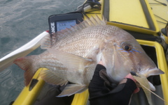 Lethrinus laticaudis